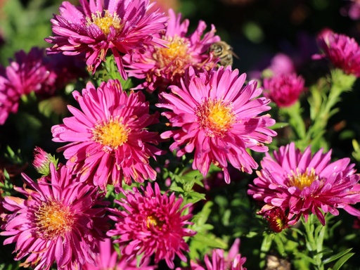 [0779] Astra krovitá "Granat" (Aster amellus)