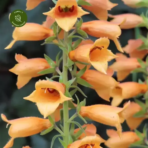 [0784] Náprstník"Firecracker" (Digitalis hybrida)
