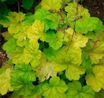 [0788] Heuchera x hybrida "World Caffe Romano"