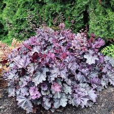 [0790] Heuchera "Northen Exposure" (Heuchera x hybrida)