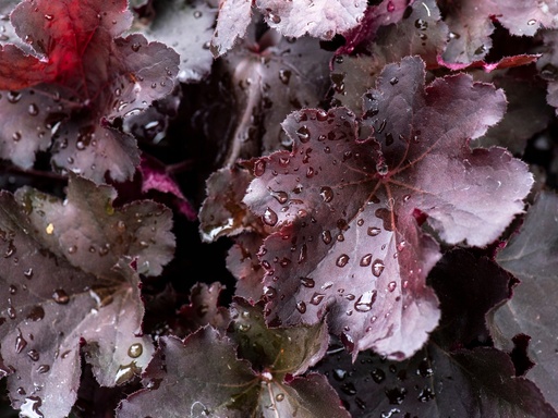 [0791] Tmavá bordová heuchera"Rex Black" (Heuchera x hybrida)
