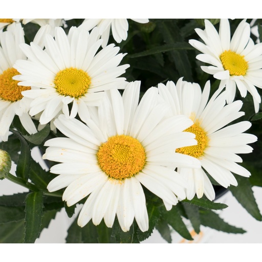 [0793] Leucanthemum maximum "Sweet Daisy Christine"