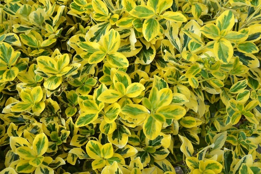 [0802] Bršlen Fortuneov "Sunspot" (Euonymus fortunei)