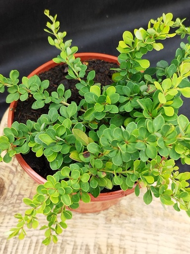 [0813] Berberis thun. Green Carpet, C3 20/40