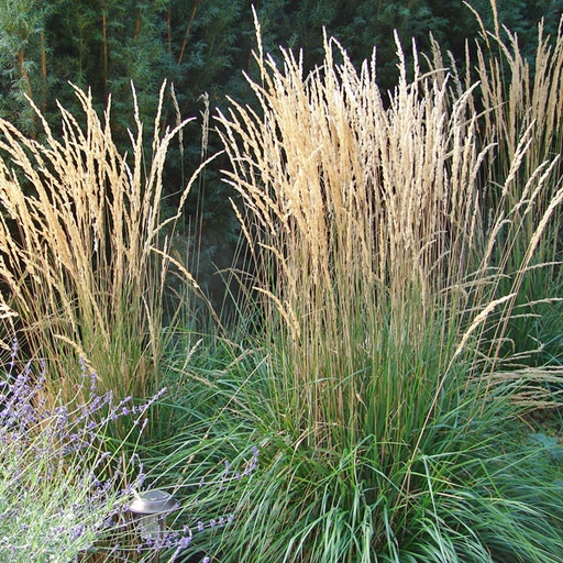 [0814] Smlz (Calamagrostis x acutiflora) "Karl Foerster", C3