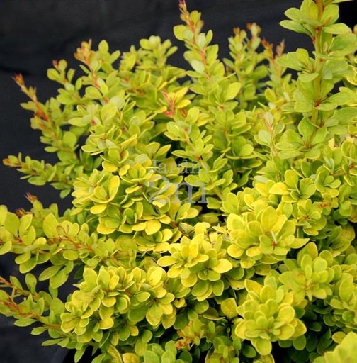 [0822] Berberis thunberengii "Sensation", C2