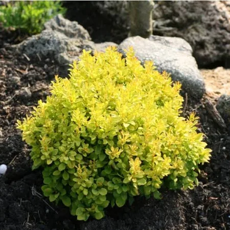 [0823] Dráč Thunbergov (Berberis thunberengii) "Tiny Gold", C2