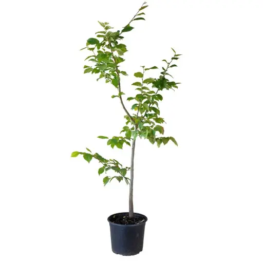 [0824] Carpinus betulus, C3, 50/100