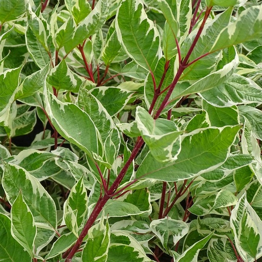[0825] Drieň biely (Cornus alba) "Elegantissima", C3 60/80