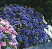 [0827] Hydrangea mac. Jip Blue/ Hot Red, C2 20/40