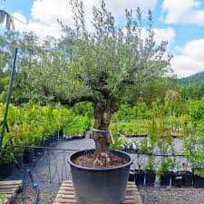 [0831] Oliva európska (OLIVO(Olea) Europaea) Clt.160 BONSAI