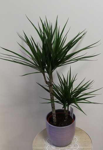[0836] Dracena