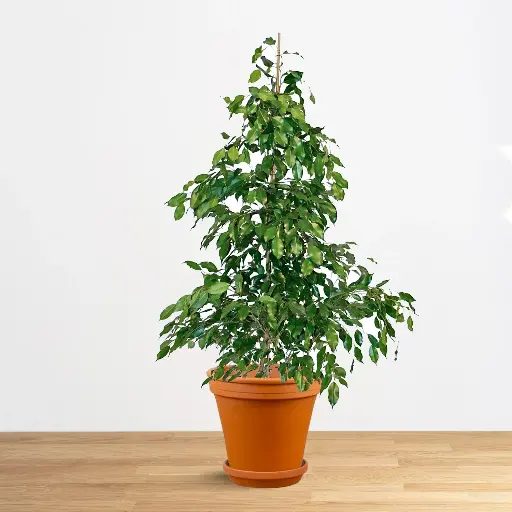 [0837] Ficus