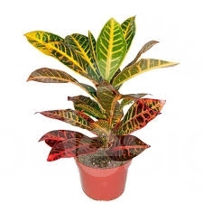 [0841] Croton