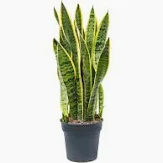 [0845] Sansevieria