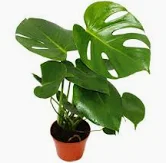 [0846] Monstera (Monstera)