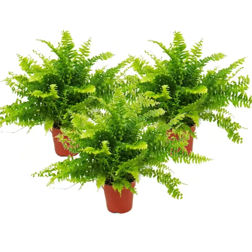 [0852] Nephrolepsis (Papraď)