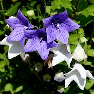 [0865] Balónovník veľkokvetý "Balloon Flower" (Platycodon grandiflorus)