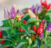 [0894] Ozdobné papričky