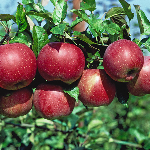 [0906] Jabloň domáca (Malus domestica) "Florina"