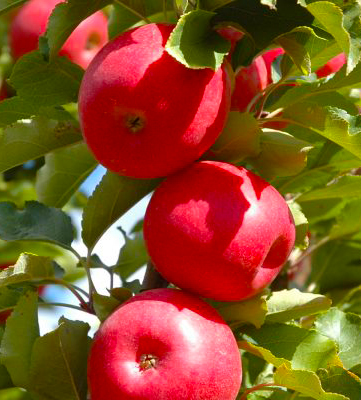 [0907] Jabloň domáca (Malus domestica) "Selena"