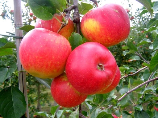 [0909] Jabloň domáca (Malus domestica) "Rubinola"