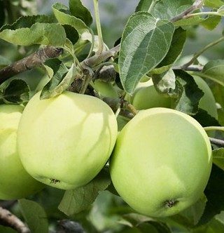 [0916] Jabloň domáca (Malus domestica) "Priesvitné letné"