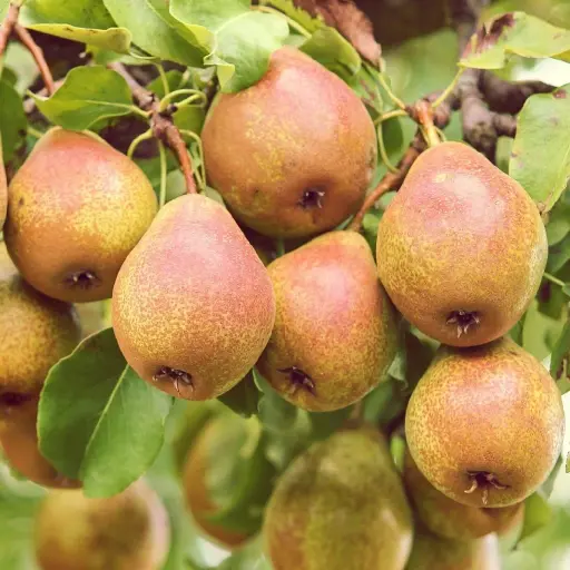 [0918] Hruška obyčajná (Pyrus communis) "Comice"