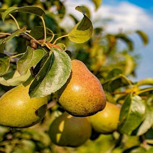 [0920] Hruška obyčajná (Pyrus communis) "Jana"