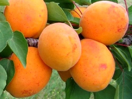 [0928] Marhuľa obyčajná (Prunus Armeniaca) "Veharda"