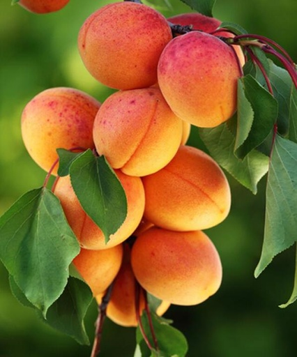 [0929] Marhuľa obyčajná (Prunus Armeniaca) "Veľkopavlovická"