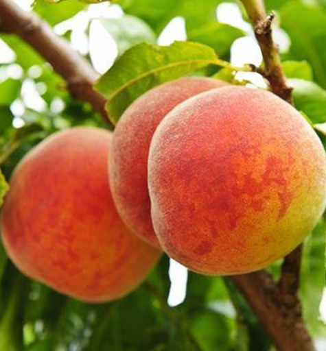 [0935] Broskyňa obyčajná (Prunus persica) CRESTHAVEN