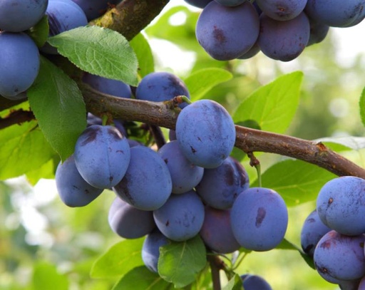 [0940] Slivka domáca (Prunus domestica) "Jojo"