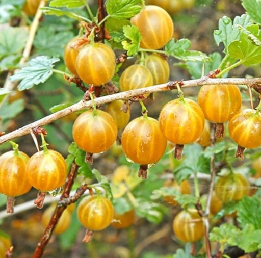 [0945] Egreš obyčajný(stromčekový) (Ribes uva-crispa) "Invicta" (žltá) , voľnokorenný