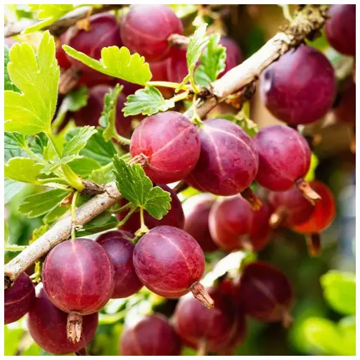 [0946] Egreš obyčajný(stromčekový) (Grossularia uva-crispa) "Captivator" (červený),voľnokorenný