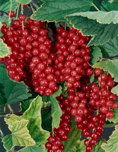 [0948] Ríbezľa ker červená rôzne odrody