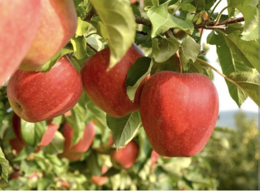 [0949] Jabloň domáca (Malus domestica) "Evelina"