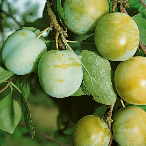[0957] Ringlota (Prunus domestica subsp. italica) "Zelená"