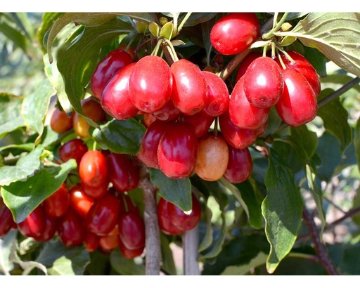 [0964] Drieň obyčajný (Cornus mas) "Pancharevo" C5L, 70-90cm