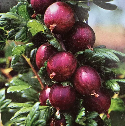 [0966] Egreš obyčajný(kríkový) (Ribes uva-crispa) "Hinnonmaki Rot" C2L, 40-60cm