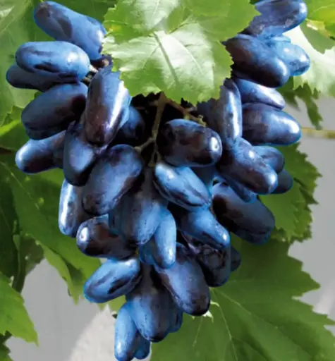 [0971] Vinič stolový (Vitis Vinifera) "Suvenír"(PL)