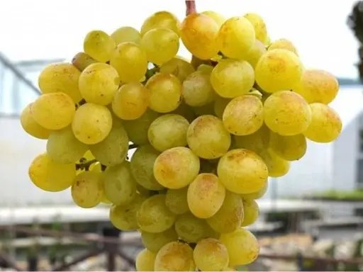 [0972] Vinič stolový (Vitis Vinifera) "Vostorg"