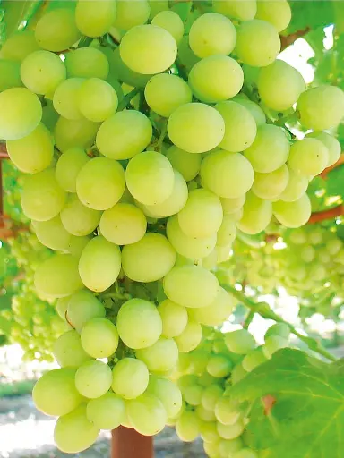 [0973] Vinič Sugraone Seedless