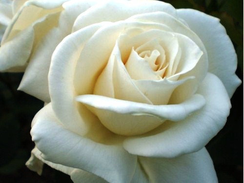 [0975] Ruža veľkokvetá "Virgo" (biela)