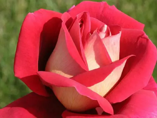 [0977] Ruža veľkokvetá Kronnenbourg (žlto-červená)