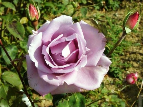 [0978] Ruža veľkokvetá "Sissi" (modrá)