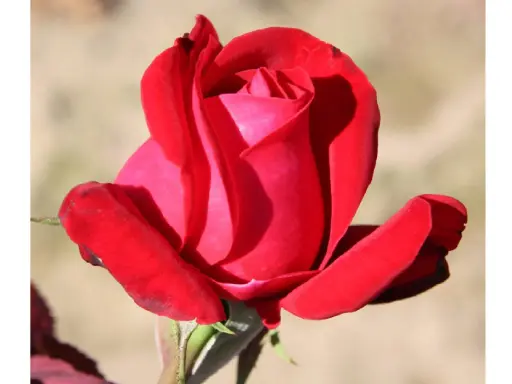 [0980] Ruža veľkokvetá Dame De Ceur (červená)