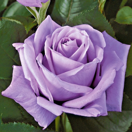 [0981] Ruža veľkokvetá "Passion" (fialová)