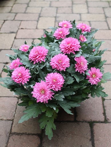 [0985] Chryzantéma drobnokvetá, strednokvetá (Chrysanthemum multiflora)